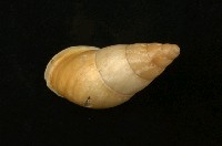 藏品(美嬌蝸牛)的圖片